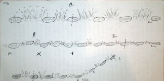 Professional Rabbit Snaring For Amateurs Part 2