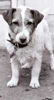 Lucy Jack Russell Lucy