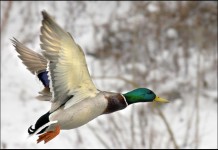 Return to Duck Flighting Mallard in flight
