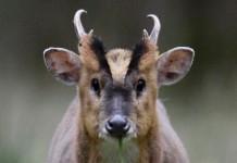 East Anglian Adventure Muntjac Deer