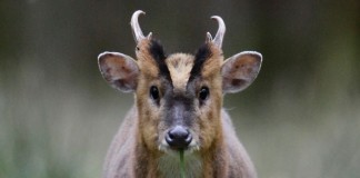 East Anglian Adventure Muntjac Deer