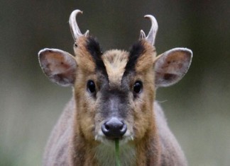 East Anglian Adventure Muntjac Deer