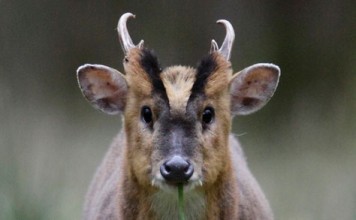 East Anglian Adventure Muntjac Deer