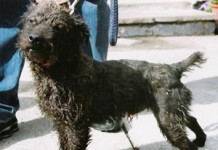 Something Had To Give Bronson Terrier Standing