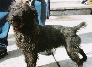 Something Had To Give Bronson Terrier Standing