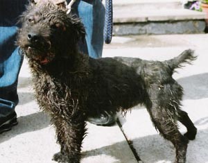 Something Had To Give Bronson Terrier Standing