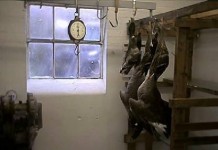 Canada Geese End of Day