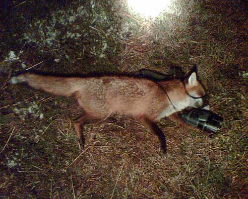 Cadera nacimiento lana Lamping The Night Away – Fox Lamping | The Hunting Life