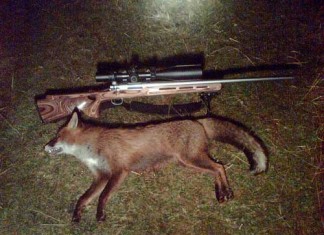 Lamping The Night Away – Fox Lamping Another Fox