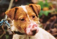 The Tale of a Jack Russel Terrier Jack Russel Terrier