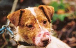 The Tale of a Jack Russel Terrier Jack Russel Terrier