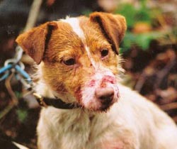 The Tale of a Jack Russel Terrier The Hunting Life