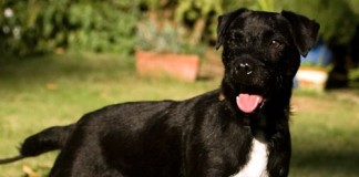 Trying To Breed A Digging Dog