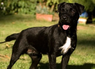 Trying To Breed A Digging Dog