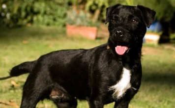 Trying To Breed A Digging Dog