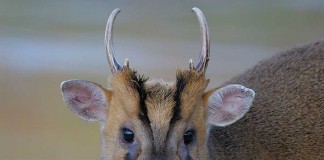 Reasons For Actively Managing Muntjac Deer Muntjac Deer Management