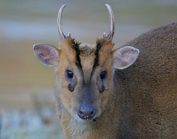 Muntjac Deer Management