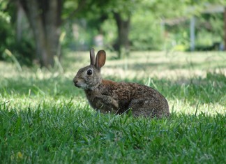 Rabbiting On Rabbiting on
