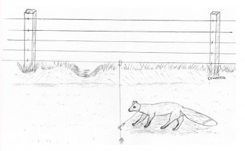 One Way Slide System – Fox Snaring Fox snaring slider snare.