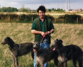 Fox Taking Deerhounds