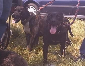 Jeep pitbull pedigree hotsell