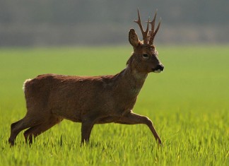 September Roe