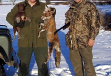 Fox Shooting Tales Fox Shooting - Large Dog Fox