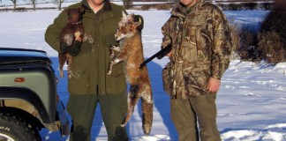 Fox Shooting Tales Fox Shooting - Large Dog Fox