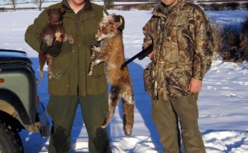 Fox Shooting Tales Fox Shooting - Large Dog Fox