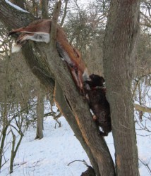 Gypsy Climbing Tree