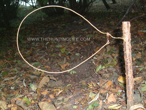 Woodland Rabbit Snare