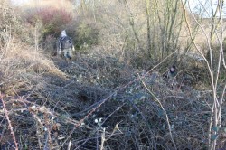 Brambles Ferreting In Brambles