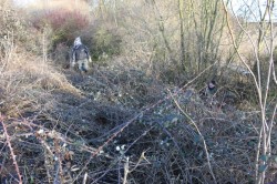 Ferreting In Brambles