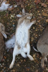 Bunnies On Bank