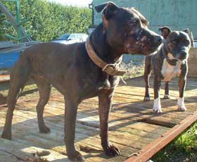 Working Staffordshire Bull Terriers