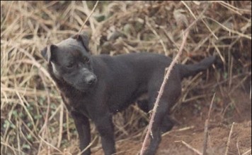 The Patterdale Terrier