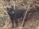 The Patterdale Terrier