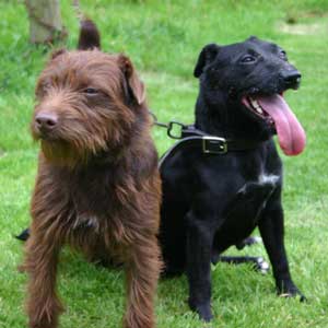 Patterdale Terriers