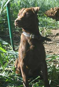 Patterdale Terrier