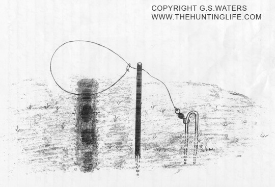 Rat Snaring System