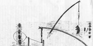 Rat Snaring Rat Caught in Snare