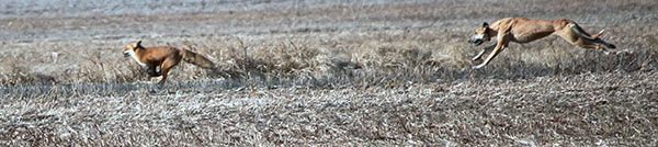 Lurcher Coursing Fox