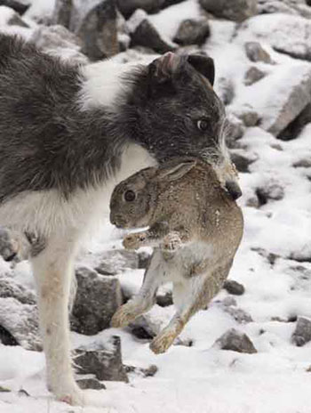 Lurcher Retrieving Rabbit