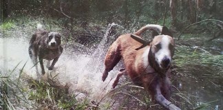 The Lurcher In Field, Fen, Forest and Scrub The Lurcher, in Field, Fen Forest and Scrub