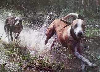 The Lurcher In Field, Fen, Forest and Scrub The Lurcher, in Field, Fen Forest and Scrub