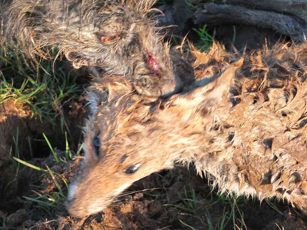 Lurcher on Fox