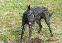 AGE SHALL NOT WEARY HIM