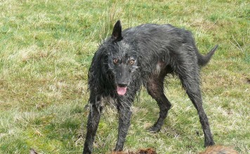 AGE SHALL NOT WEARY HIM