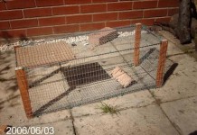 How to Build a Rabbit Trap How to Build a Rabbit Cage Trap