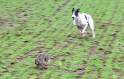 Christmas-Ferreting-Outings-4
